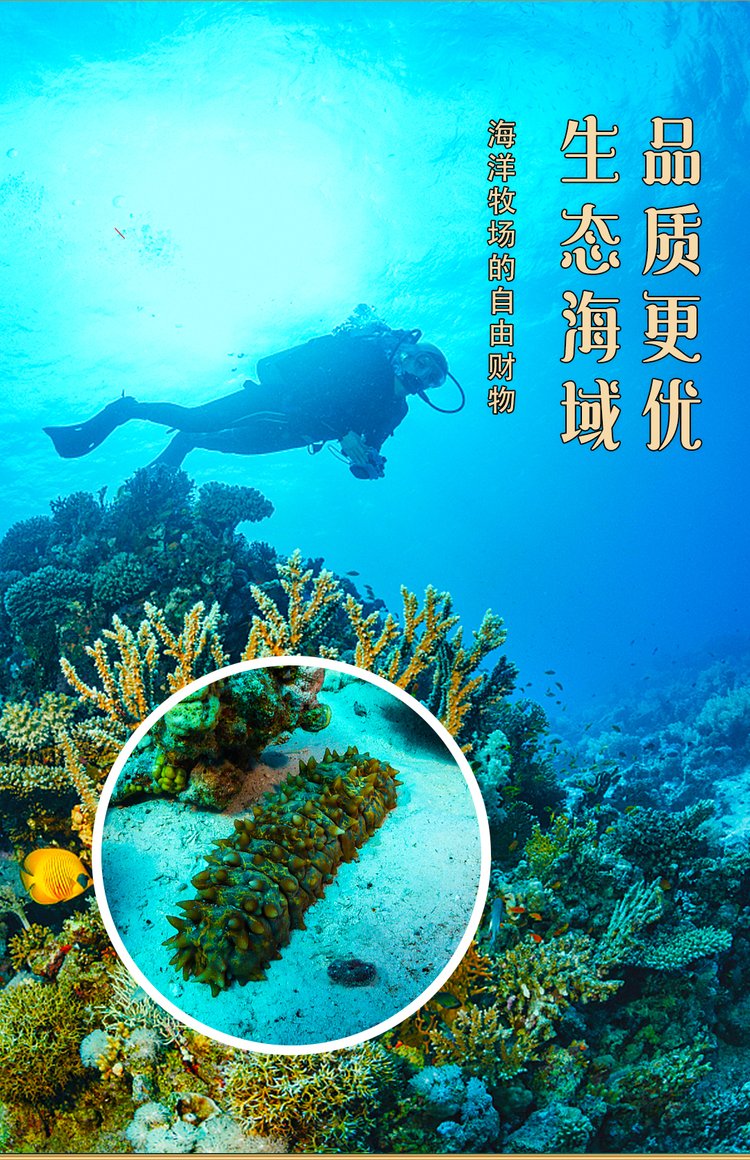 长春淡干海参 长春干海参 优质海参_bfbe5753.jpg